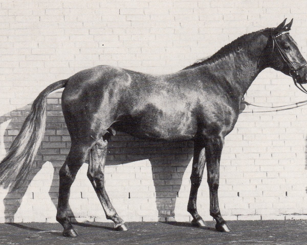Deckhengst Arc de Triomphe (Trakehner, 1987, von Mandant)