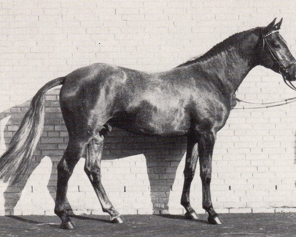 stallion Arc de Triomphe (Trakehner, 1987, from Mandant)