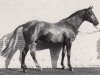 stallion Arc de Triomphe (Trakehner, 1987, from Mandant)