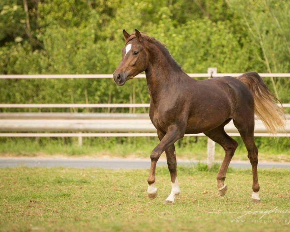 Springpferd Borgerhof's Rocco (New-Forest-Pony, 2012, von Kantje's Carter)