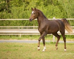 jumper Borgerhof's Rocco (KWPN (Royal Dutch Sporthorse), 2012, from Kantje's Carter)