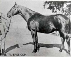 stallion Prinz Optimus (Trakehner, 1898, from Optimus)