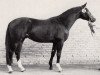 stallion Antares (Trakehner, 1980, from Ith)