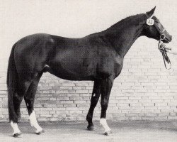 Deckhengst Antares (Trakehner, 1980, von Ith)