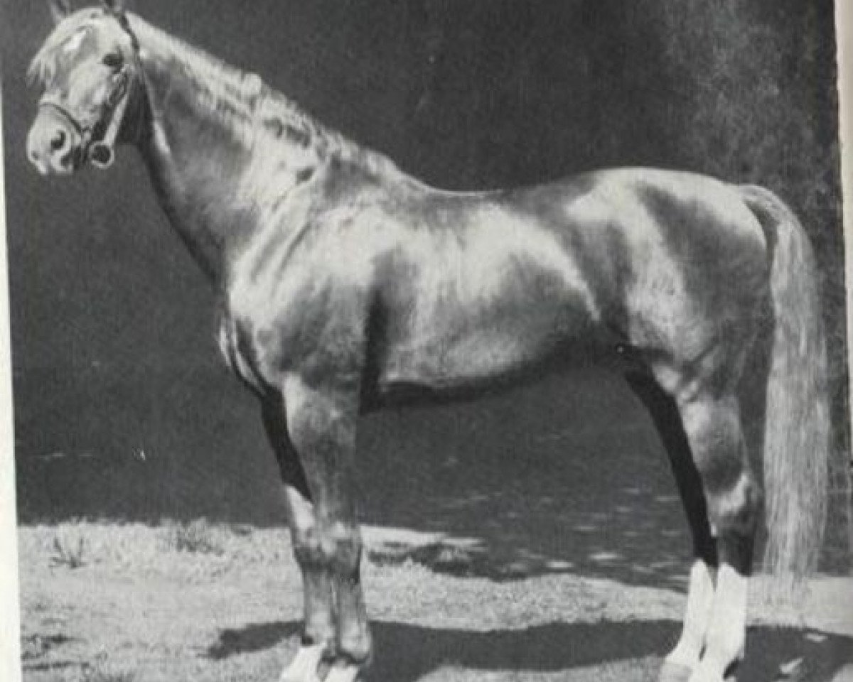 Deckhengst Frisko 3217 (Mecklenburger, 1961, von Fridolin)