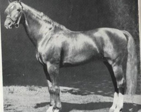 stallion Frisko (Mecklenburg, 1961, from Fridolin)