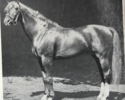 stallion Frisko 3217 (Mecklenburg, 1961, from Fridolin)