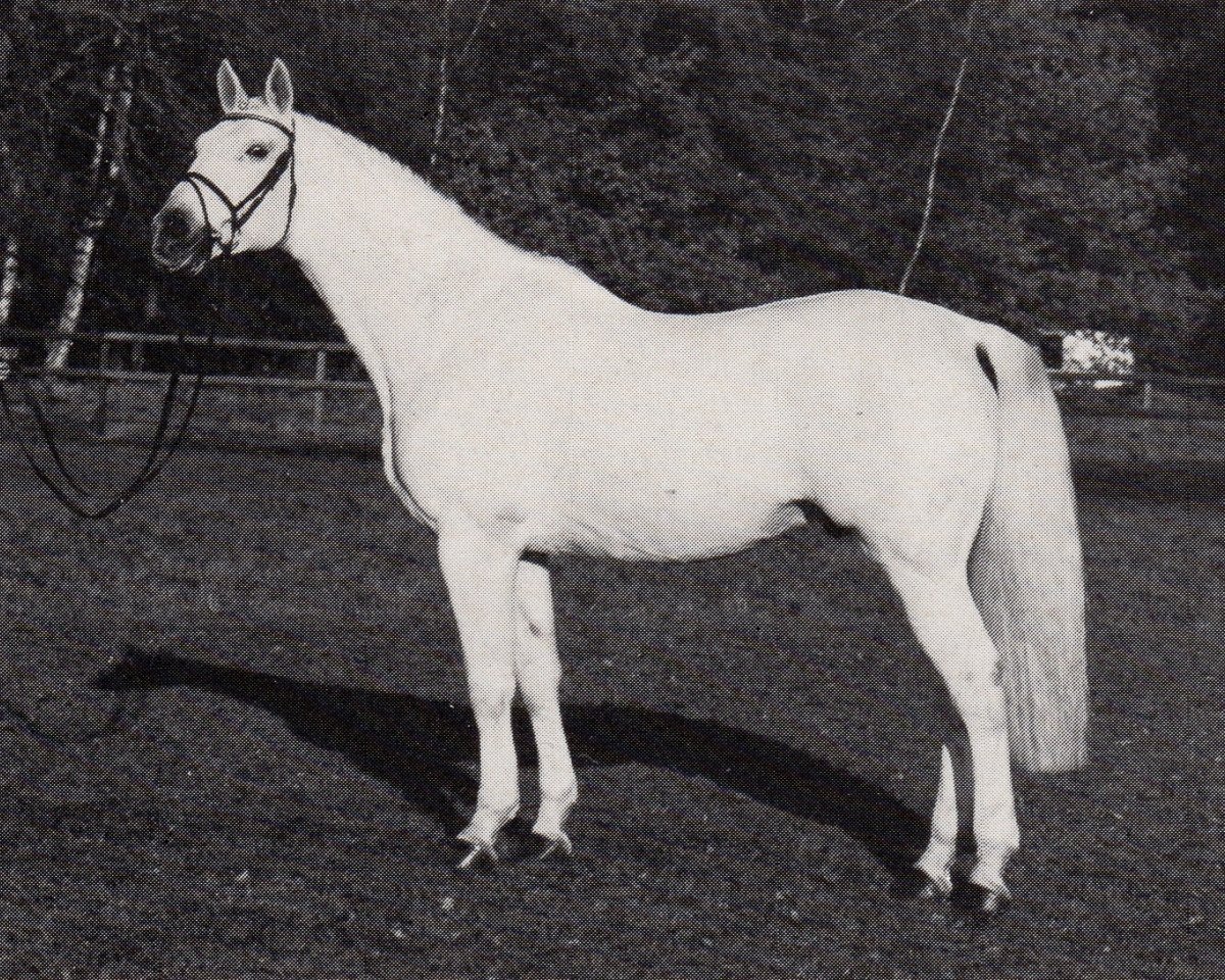 stallion Amiego (Trakehner, 1974, from Haendel)
