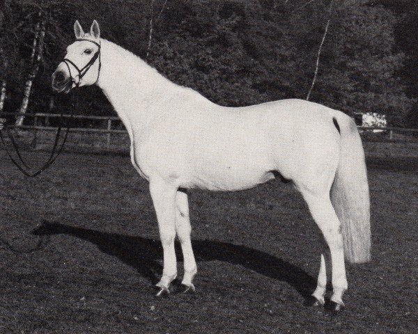 Deckhengst Amiego (Trakehner, 1974, von Haendel)