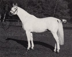 stallion Amiego (Trakehner, 1974, from Haendel)