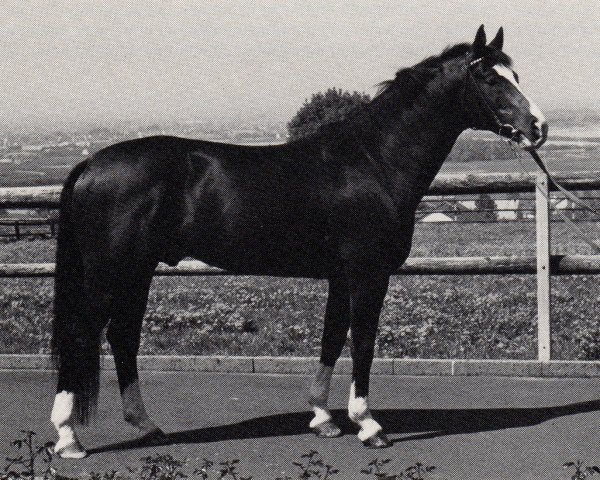 stallion Amadeus (Trakehner, 1975, from Kassiber)