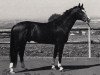 stallion Amadeus (Trakehner, 1975, from Kassiber)