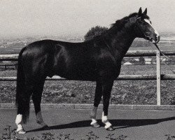 stallion Amadeus (Trakehner, 1975, from Kassiber)