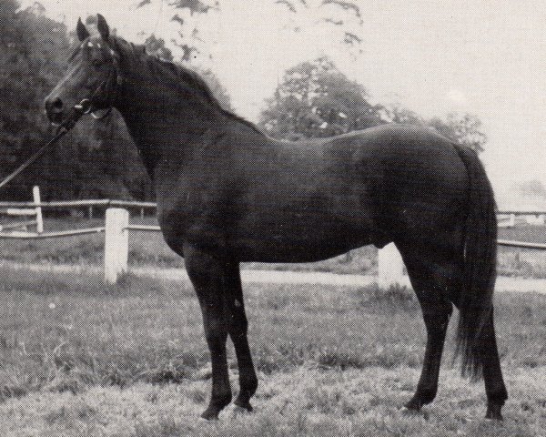 stallion Agent (Trakehner, 1976, from Gharib 1965 EAO)