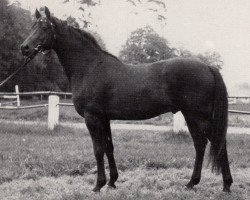 Deckhengst Agent (Trakehner, 1976, von Gharib ox)