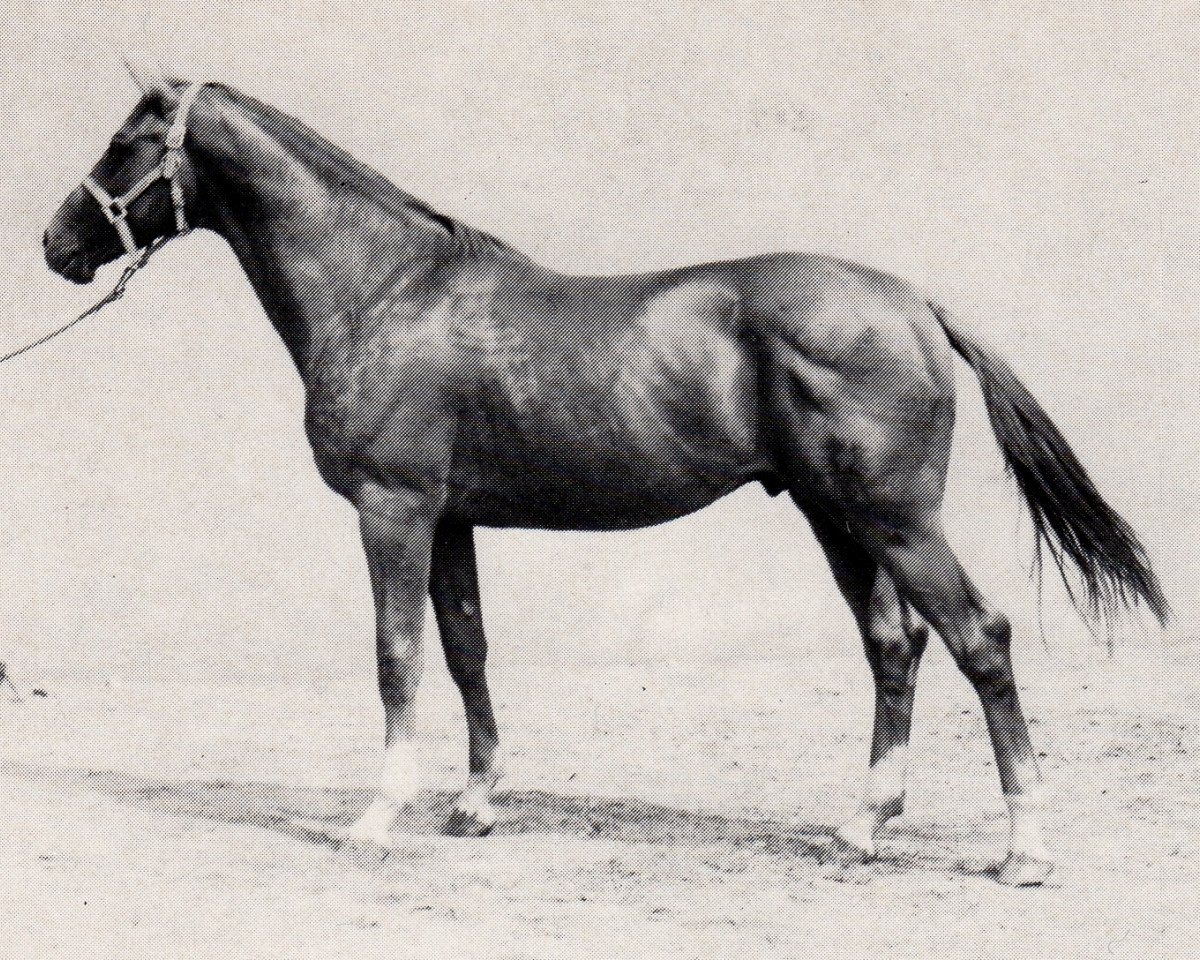 Deckhengst Achat (Trakehner, 1969, von Malachit)