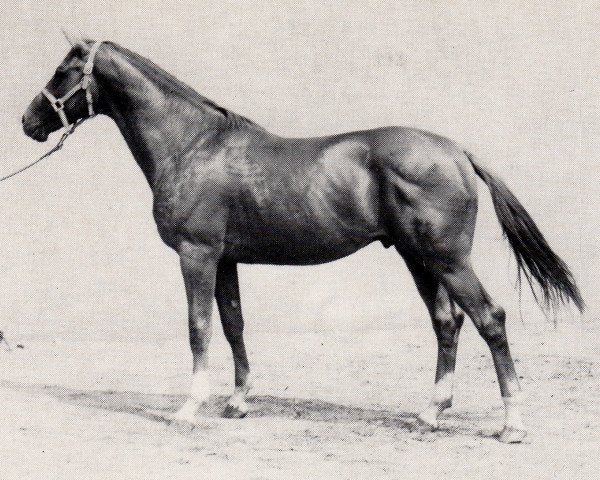 stallion Achat (Trakehner, 1969, from Malachit)
