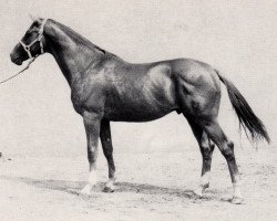 stallion Achat (Trakehner, 1969, from Malachit)