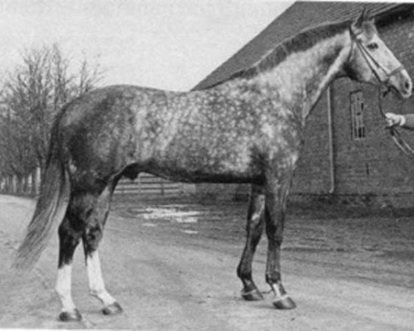 stallion Mortimer (Oldenburg, 1968, from More Magic xx)