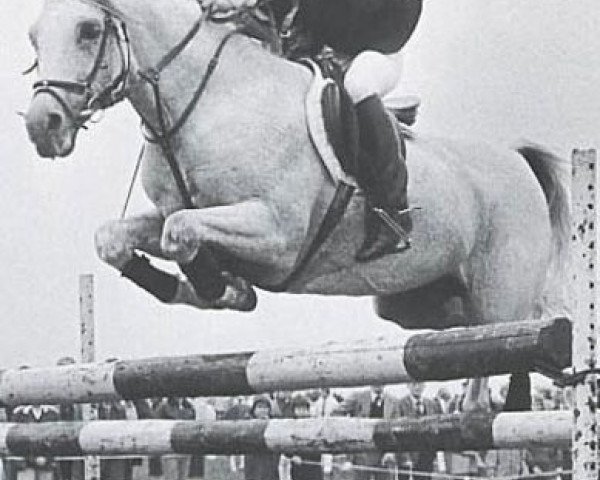 Deckhengst Neron ox (Vollblutaraber, 1967, von Sport 1957 ox)