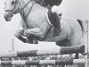 stallion Neron ox (Arabian thoroughbred, 1967, from Sport 1957 ox)