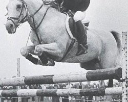 stallion Neron ox (Arabian thoroughbred, 1967, from Sport 1957 ox)