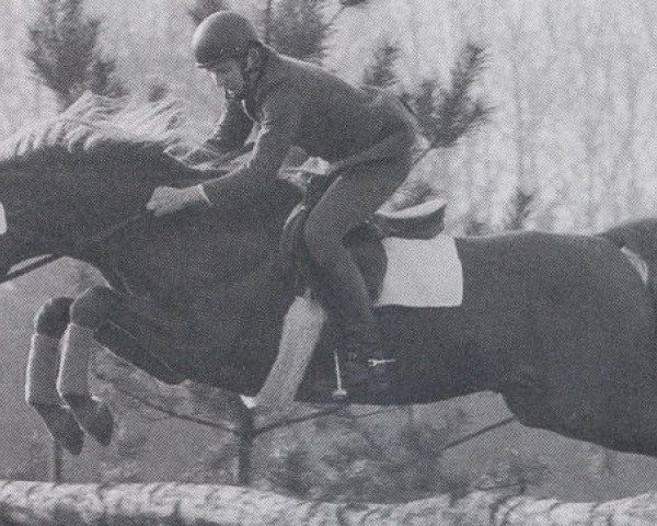 horse Koyano (Shagya Arabian, 1978, from Neron ox)