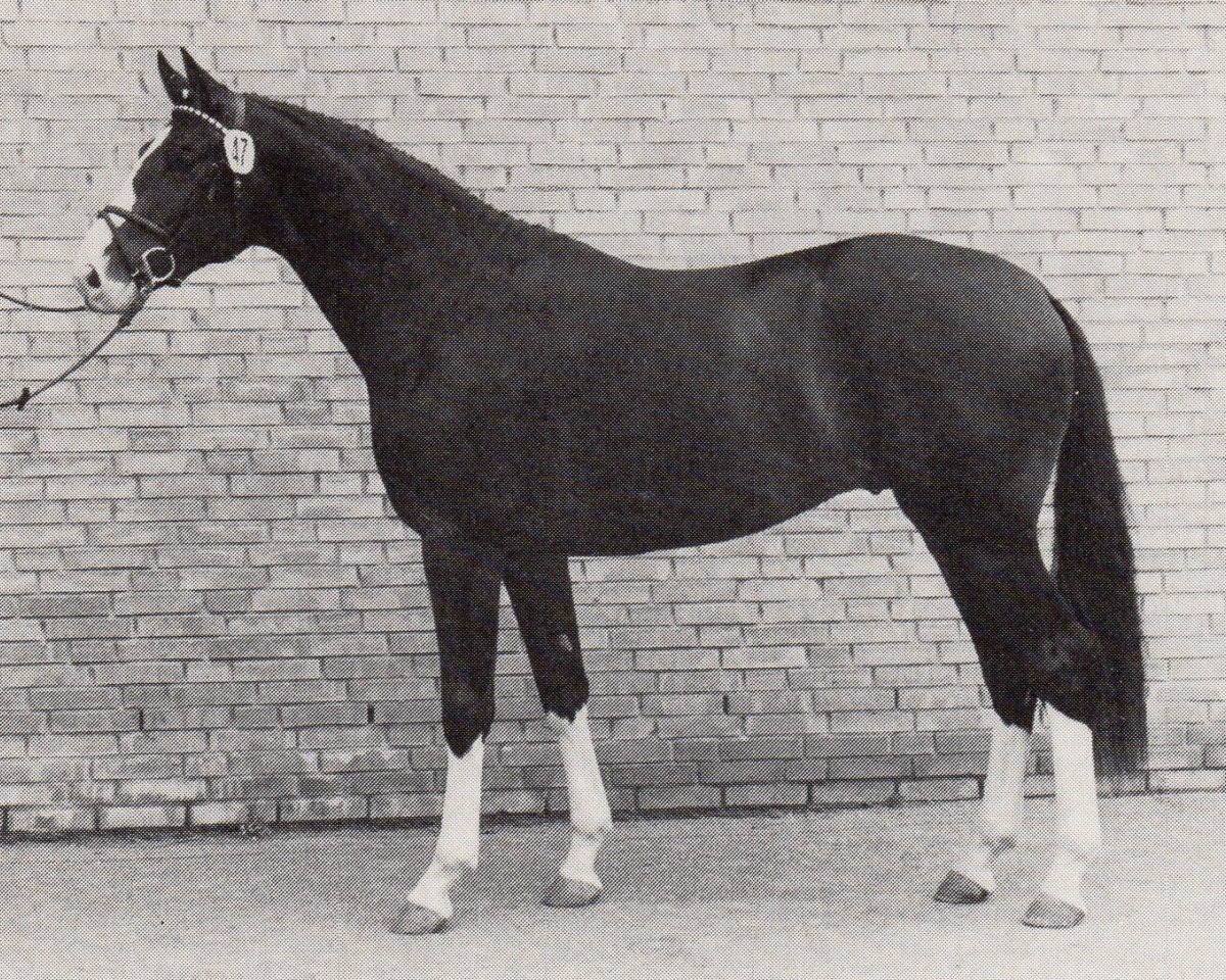 Deckhengst Charly Chaplin (Trakehner, 1985, von Mackensen)