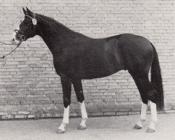 stallion Charly Chaplin (Trakehner, 1985, from Mackensen)