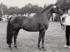 stallion Cembalo (Trakehner, 1979, from Catarakt)