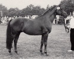 Deckhengst Cembalo (Trakehner, 1979, von Catarakt)