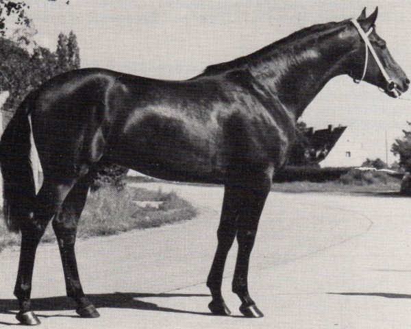 stallion Celestin (Trakehner, 1971, from Hessenstein)