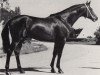 stallion Celestin (Trakehner, 1971, from Hessenstein)