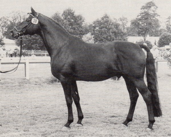stallion Catarakt (Trakehner, 1975, from Hortus)