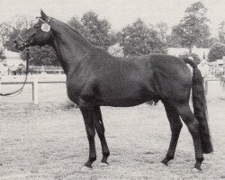 Deckhengst Catarakt (Trakehner, 1975, von Hortus)