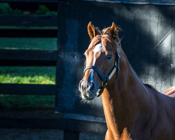 stallion Starspangledbanner xx (Thoroughbred, 2006, from Choisir xx)