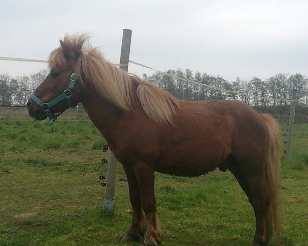 Deckhengst Karon I (Shetland Pony, 1998, von Karli)