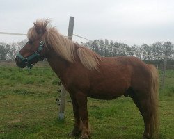 Deckhengst Karon I (Shetland Pony, 1998, von Karli)