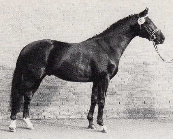 stallion Camelot (Trakehner, 1983, from Arsenal DH 272)