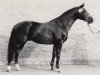 stallion Camelot (Trakehner, 1983, from Arsenal DH 272)