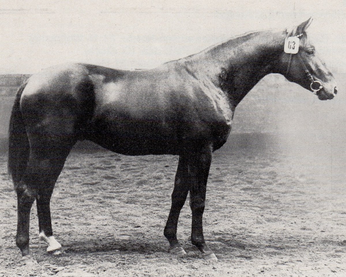 Deckhengst Blinker (Trakehner, 1968, von Magnet)