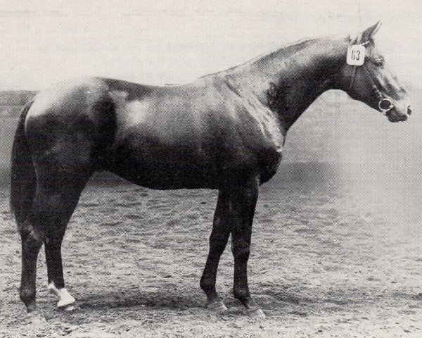 stallion Blinker (Trakehner, 1968, from Magnet)