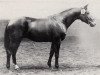 stallion Blinker (Trakehner, 1968, from Magnet)