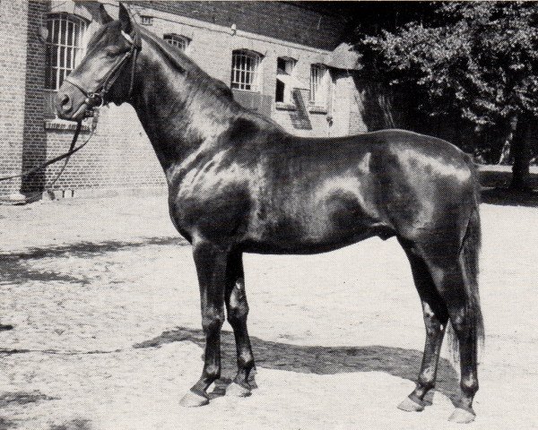 stallion Bento II (Trakehner, 1972, from Herzbube)