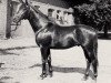 stallion Bento II (Trakehner, 1972, from Herzbube)