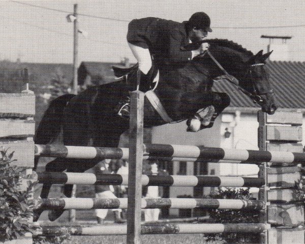 stallion Belmont (Trakehner, 1978, from Ith)