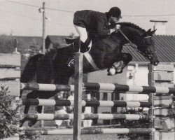 Deckhengst Belmont (Trakehner, 1978, von Ith)