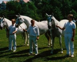 Zuchtstute Leika (Hessisches Warmblut, 1972, von Lotse)