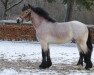 stallion Urquell (Rhenish-German Cold-Blood, 2019, from Ursus von Haara)