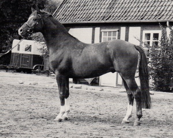 stallion Bajazzo (Trakehner, 1970, from Herbstglanz)